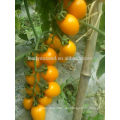 TY01 Huangzuan ovale Form f1 hybride gelbe Kirschtomatensamen